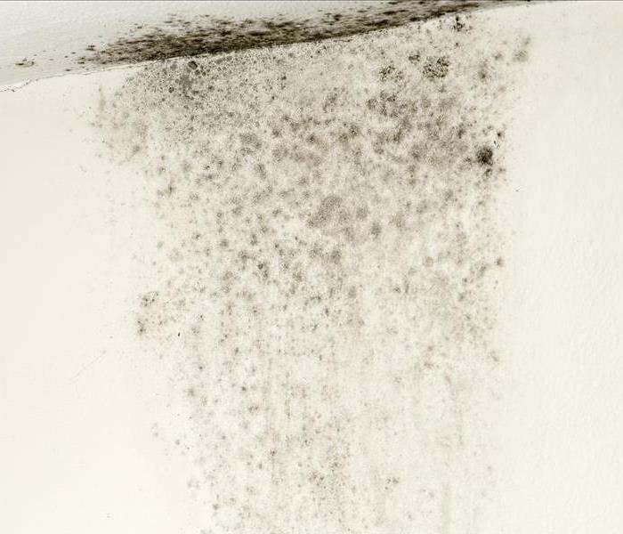 A close-up shot of mold growing on the ceiling inside of a residential property