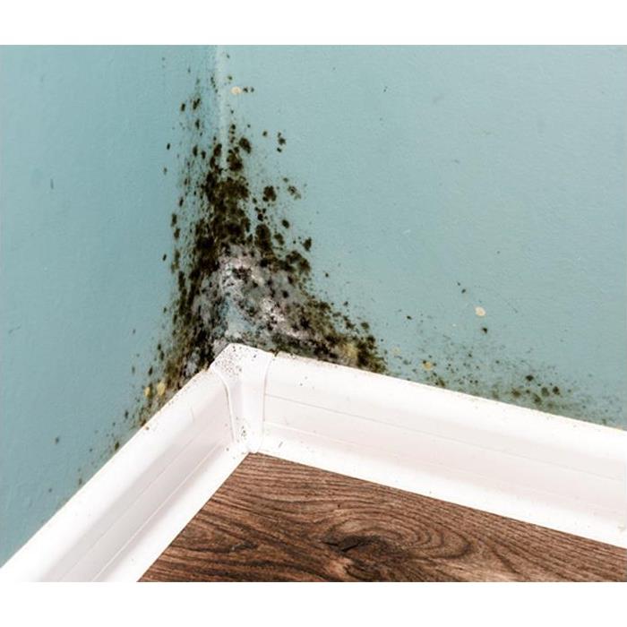 A close up photo of black mold on a pale blue wall